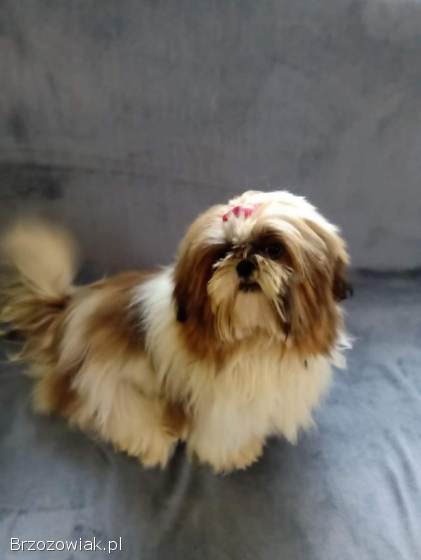 Shih Tzu reproduktor