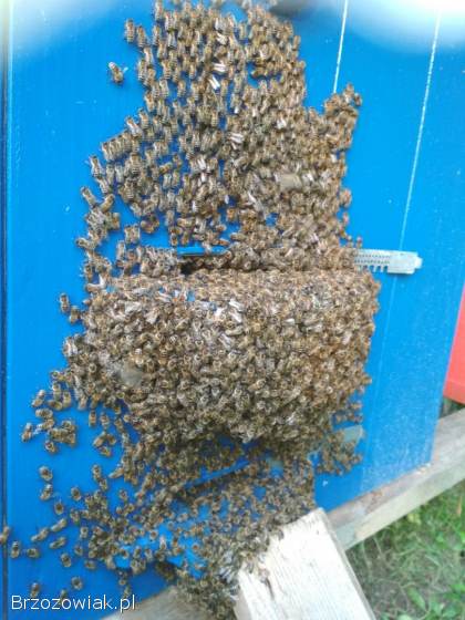 Pszczoły rodziny i odkłady przyjmuje kupię