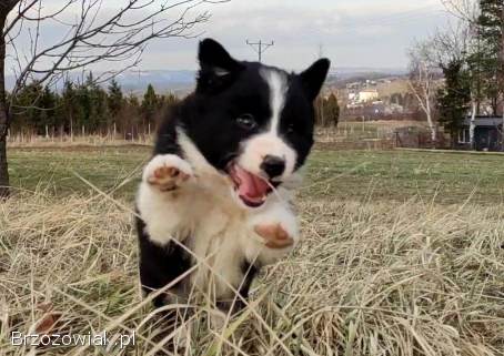 Border Collie -  Błyskotliwy Pies Yeti z dok.  hodowlaną
