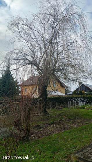 Aborystyka wycinka rąbanie