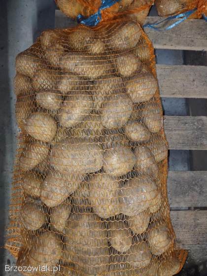 Ziemniaki wielkości sadzeniaka Ignacy 1,  80 zł/kg