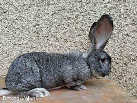 Króliki królik olbrzymy olbrzym belgijski szynszylowy