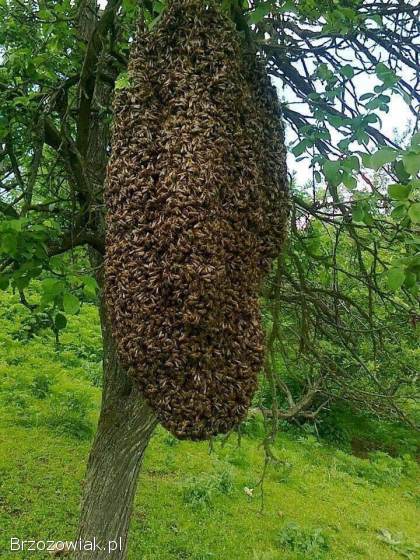 Pogotowie Rojowe,  pszczoły
