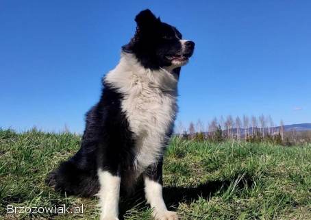 Rasowy pies Border Collie z Hodowli -  szczenię z pełną dok.  hodowlaną