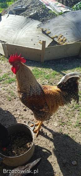 Kogut,  koguty