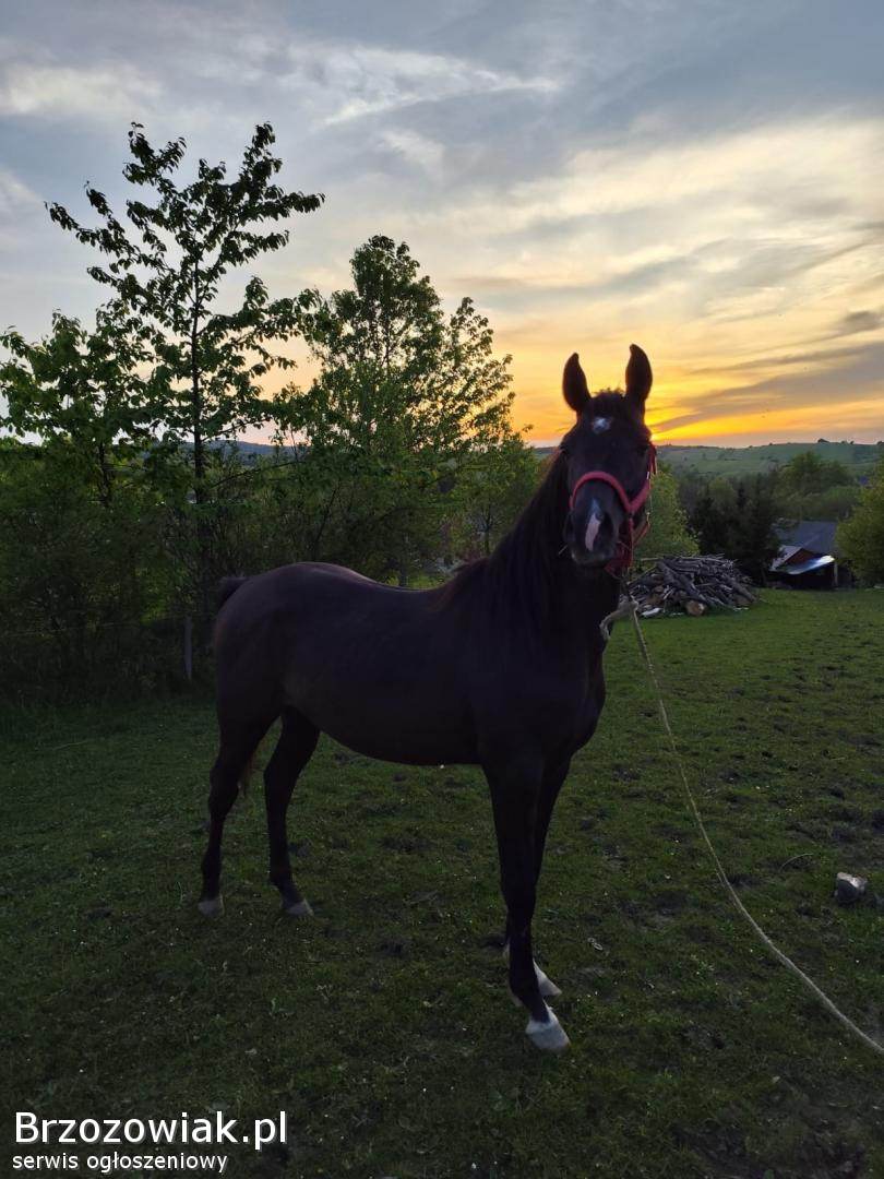 Sprzedam Konia koń kon klacz.  Arab