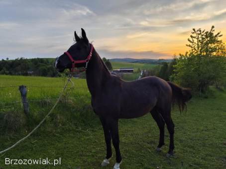Sprzedam Konia koń kon klacz.  Arab