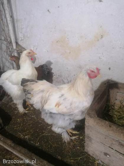 Sprzedam kochina olbrzymiego