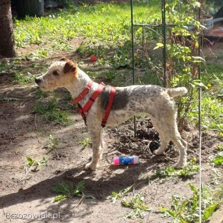 Flora -  młodziutka,  wesoła foxterierka szuka domu!