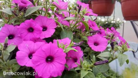 Supertunia