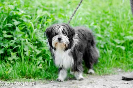 Sonia,  młoda,  przyjazna BEARDED COLLIE mix