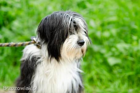 Sonia,  młoda,  przyjazna BEARDED COLLIE mix