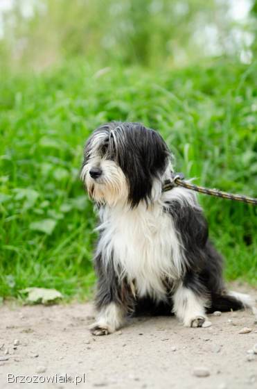 Sonia,  młoda,  przyjazna BEARDED COLLIE mix