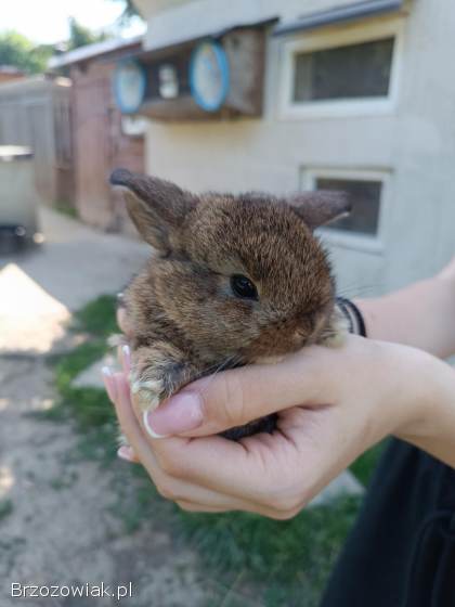 Króliczki Mini Lop