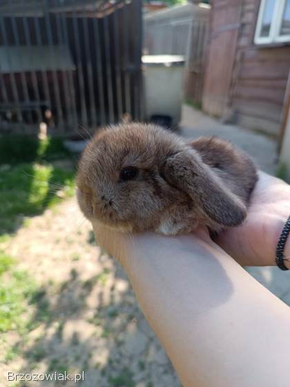 Króliczki Mini Lop