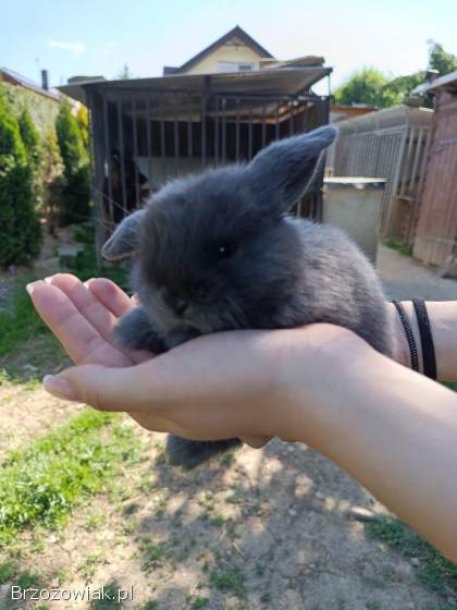 Króliczki Mini Lop