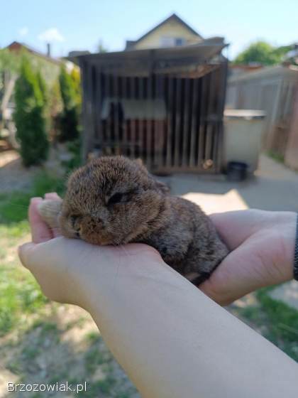 Króliczki Mini Lop