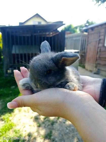 Króliczki Mini Lop