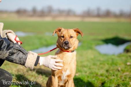 Roczny Rydzyk,  niekonfliktowa psina do adopcji!