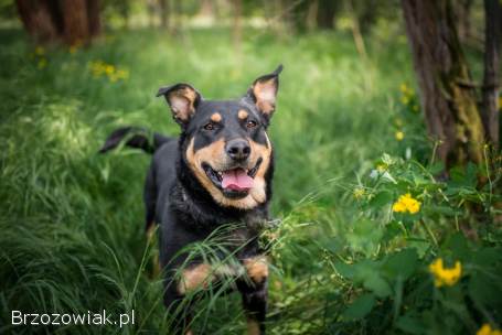 Duża -  wesoła,  kochająca człowieka sunia szuka domu!