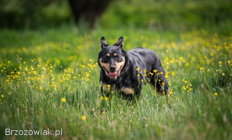 Duża -  wesoła,  kochająca człowieka sunia szuka domu!