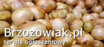 Praca na produkcji przy cebuli spożywczej