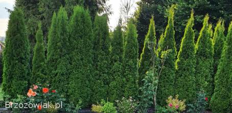 THUJA SMARAGD sprzedam