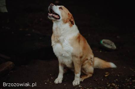 Wielki pies o gołębim sercu -  Bohun!