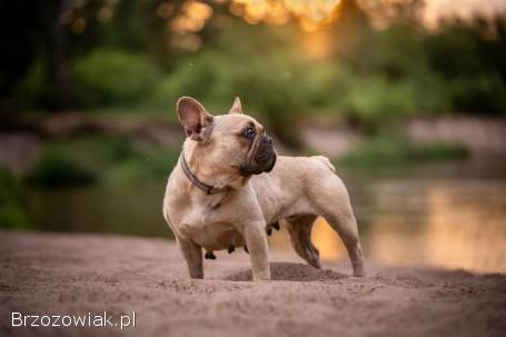 Bulba,  cudna buldożka szuka domu!