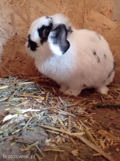 Samica Mini Lop