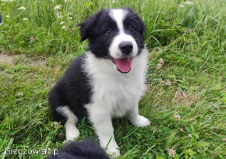 Pies Gips -  szczeniak Border Collie z komplet dok.  hod.