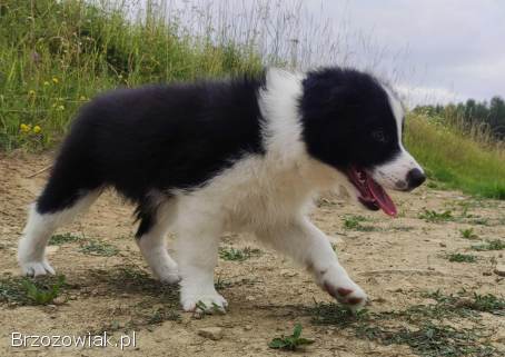 Pies Gips -  szczeniak Border Collie z komplet dok.  hod.