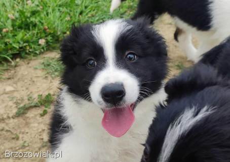Pies Gips -  szczeniak Border Collie z komplet dok.  hod.