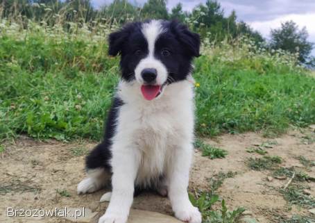 Pies Gips -  szczeniak Border Collie z komplet dok.  hod.
