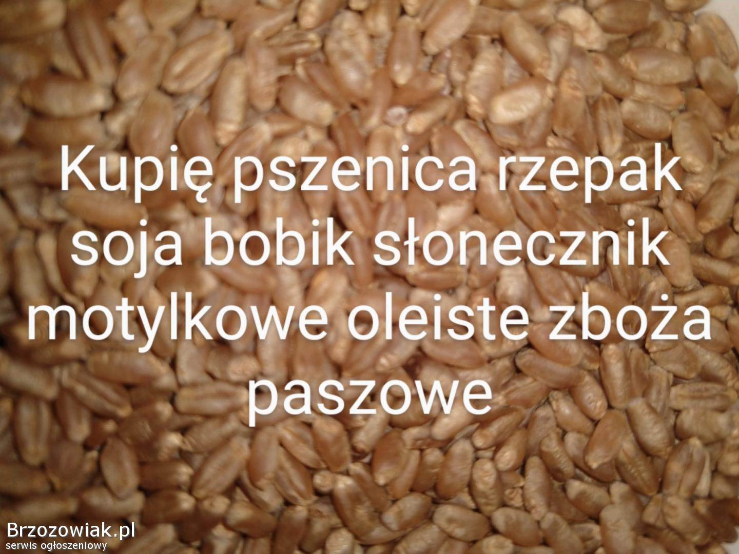 Kupię pszenica bobik soję łubin rzepak