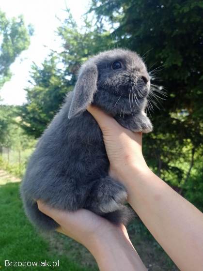 Króliczki Mini Lop