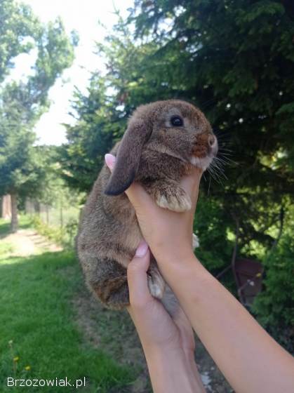 Króliczki Mini Lop