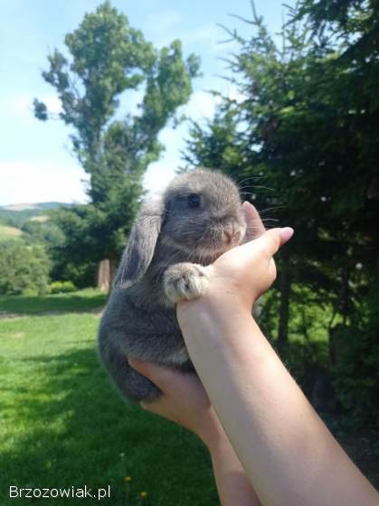 Króliczki Mini Lop