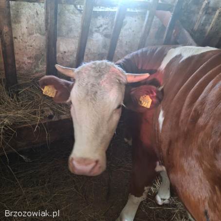 Sprzedam bardzo ładną jałówkę dużej budowy