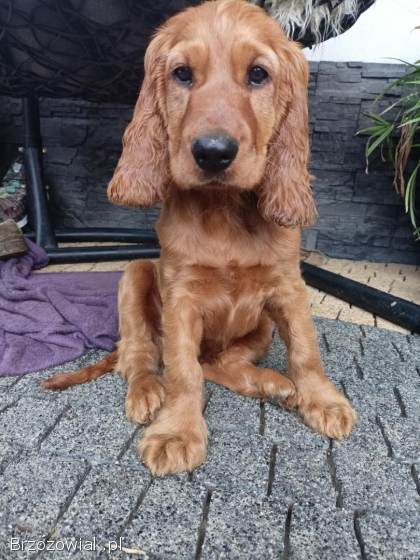 Cocker spaniel