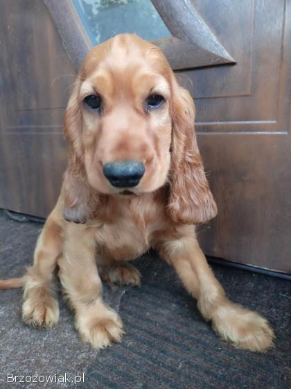 Cocker spaniel