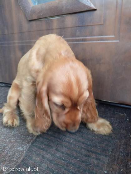 Cocker spaniel