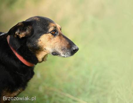 Dalia -  psi anioł cudowna suczka uratowana z umieralni!