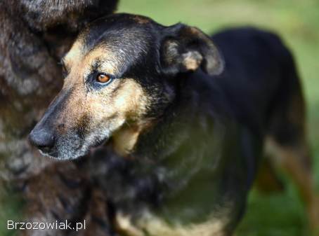 Dalia -  psi anioł cudowna suczka uratowana z umieralni!