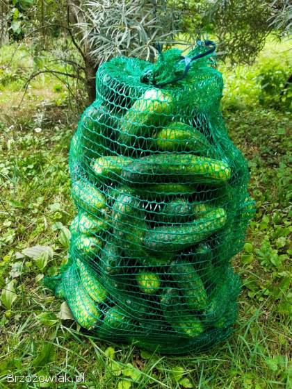 Ogórki gruntowe z własnej uprawy!  Worek 10kg!