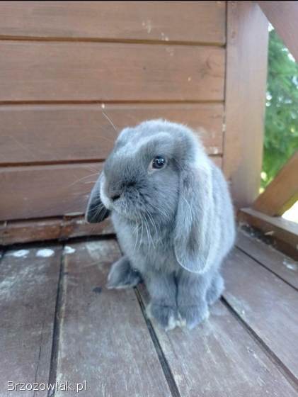 Króliczki Mini Lop