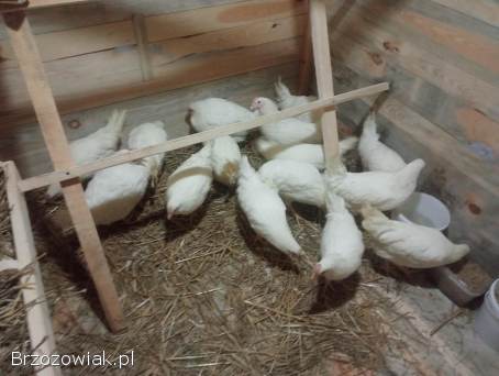 Kury młode Leghorny 21 tygodnie kokoszki
