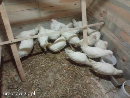 Kury młode Leghorny 21 tygodnie kokoszki