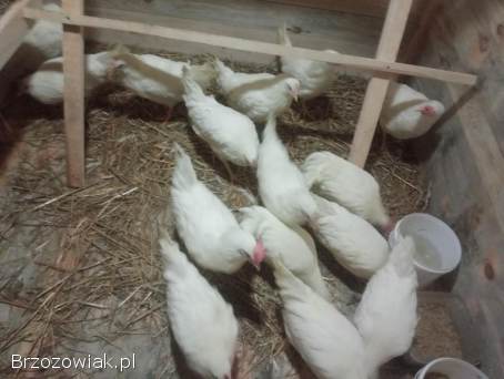 Kury młode Leghorny 21 tygodnie kokoszki