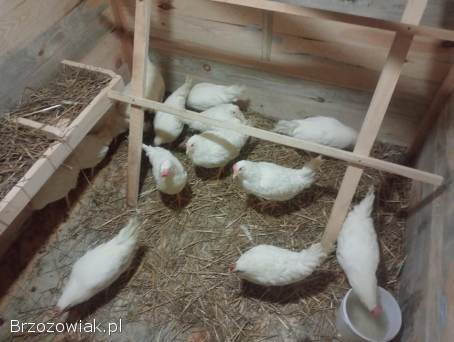Kury młode Leghorny 21 tygodnie kokoszki